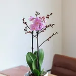 City Flat